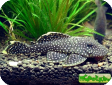 Baryancistrus sp. L081
