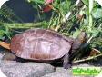 Mauremys japonica (Японская водная) 