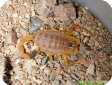Leiurus quinquestriatus