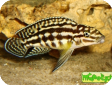 Julidochromis marlieri