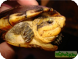Kinosternon oaxacae 