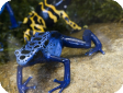 Dendrobates azureus