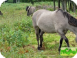 Коник польский (Konik)