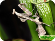 Deroplatys lobata 