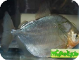 Metynnis hypsauchen