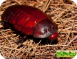 Macropanesthia rhinoceros (Таракан носорог)
