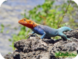 Agama agama