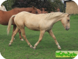 Паломино (Palomino)
