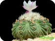 Aztekium