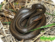 Elaphe rufodorsata