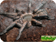 Haplopelma albostriatum  