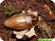 Eublaberus distanti (Шеститочечный таракан)