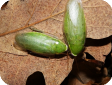 Panchlora nivea (Банановый таракан) 