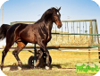 Голландская теплокровная (The Dutch Warmblood)