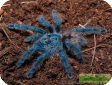 Avicularia avicularia