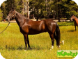 Теннесийская прогулочная (Tennessee Walking Horse)