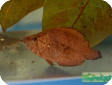 Monocirrhus polyacanthus 