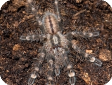 Poecilotheria bara