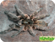 Ceratogyrus marshalli 