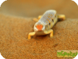 Scincus scincus