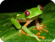 Agalychnis