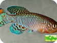 Nothobranchius rachovii