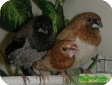 Lonchura domestica