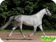 Орловская рысистая (Orlov trotter)