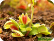 Dionaea muscipula
