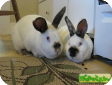 Горностаевый кролик, Калифорнийский кролик (Californian rabbit)