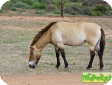 Монгольская (Mongolian)