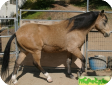Перуанский Пасо (Peruvian Paso)
