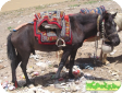 Тибетская (Tibetan pony)