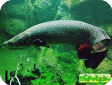 Arapaima gigas