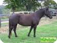 Уэльский пони (Welsh Cob)