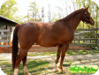 Чистокровная верховая (Thoroughbred)