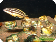 Julidochromis ornatus