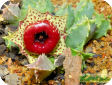 Huernia