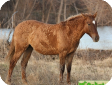 Башкирская (Bashkir) 