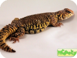Uromastyx acanthinurus (Шипохвост африканский, изменчивый шипохвост)