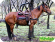 Австралийский сток хорс (Australian Stock Horse)