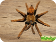 Encyocratella olivacea