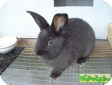 Серебристый кролик (Silver Fox Rabbit)