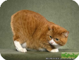Мэнкс