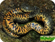 Lampropeltis getula holbrooki  
