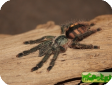 Tapinauchenius subcaeruleus