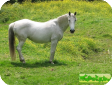 Липицианская (Lipizzaner)
