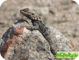 Agama lehmanni (Агама туркестанская)