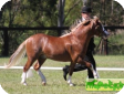 Австралийский пони (Australian Pony)