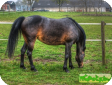 Гронинген (Groningen)